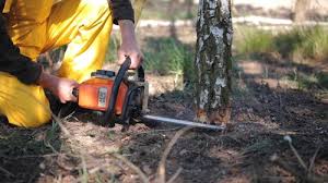 Best Tree Preservation Services  in , MD